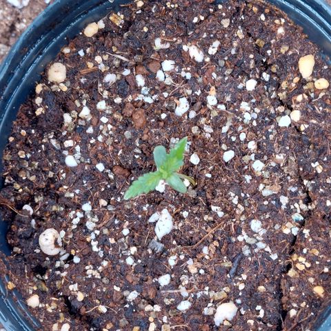 Mazine lemon haze growlog photo: Genética boa essa daí