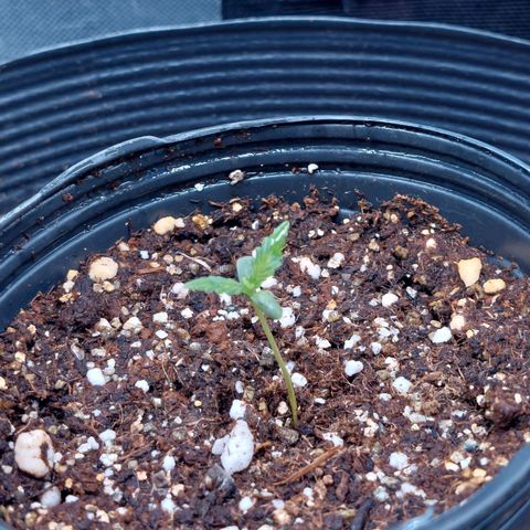 Mazine lemon haze growlog photo: Genética boa essa daí
