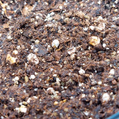 Super Lemon Pan growlog photo: Tá saindo da terra no tempo dela 