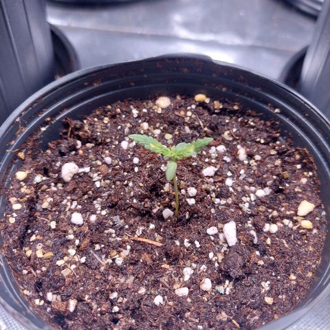 Mazine lemon haze growlog photo: Amanheceu com manchas amarelas, porém está crescendo saudável