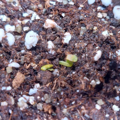 Branquinho 47 growlog photo: Acho que não vai vingar 