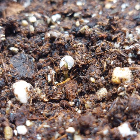 Super Lemon Pan growlog photo: Tá tentando quebrar a casca 