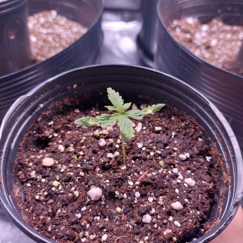 Mazine lemon haze growlog photo: Rega de 150ml de solução de 1L com 1ml de enraizador e mindflower + 0.15g de pó de rochas 