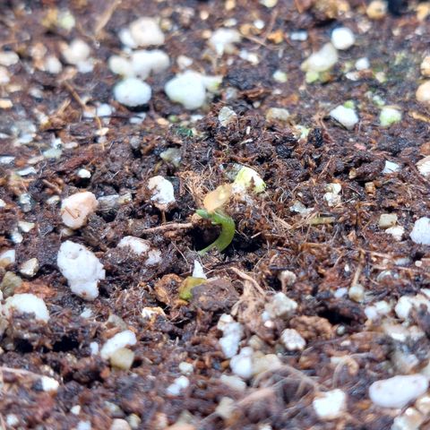 Branquinho 47 growlog photo: Tem um rabinho sendo criado ali! Será que vinga? 