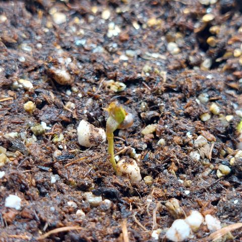 Super Lemon Pan growlog photo: Não quer mesmo sair da casca