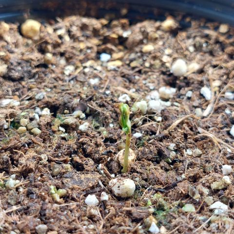 Super Lemon Pan growlog photo: Ainda lutando pra sair da casca. Consegui soltar ela finalmente