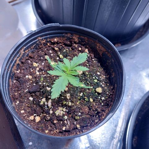 Mazine lemon haze growlog timeline photo