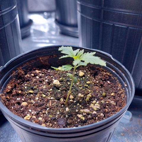 Mazine lemon haze growlog timeline photo