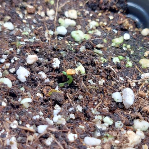 Branquinho 47 growlog photo: Não tirei ela da terra, tem um rabinho aparecendo aí 