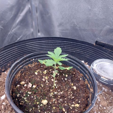 Mazine lemon haze growlog photo: Mais uma rega de 200 ml com a mesma solução da última rega 