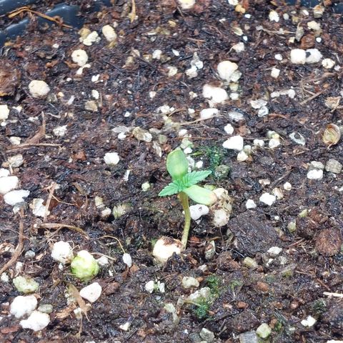 Super Lemon Pan growlog photo: Hoje decidiu se abrir finalmente 