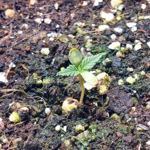 Super Lemon Pan growlog photo: A pele da semente ainda tá um pouco presa nos cotilédones, mas as primeiras folhas estão bem saudáveis