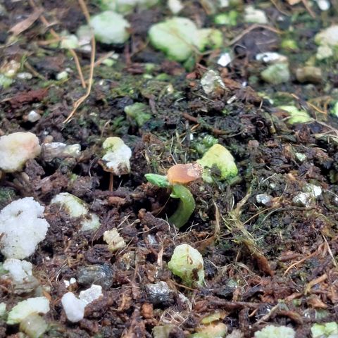 Branquinho 47 growlog photo: Não é que ela tá lutando? Vou deixar essa aqui crescer no tempo dela. Enquanto isso continuo borrifando água com enraizador 