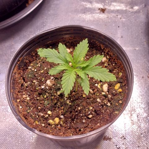 Mazine lemon haze growlog photo: Tá forte e saudável, crescendo numa velocidade muito grande