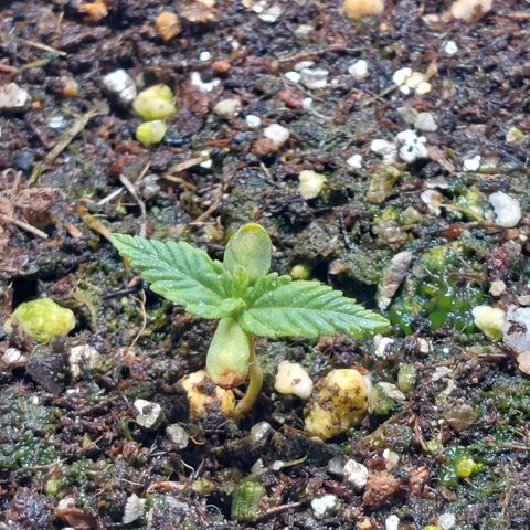 Super Lemon Pan growlog photo: Primeiro par de folhas já deu as caras. Fiz rega de 100ml com a solução de antes (mindflower A+B e enraizador) 