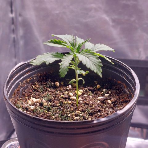 Mazine lemon haze growlog photo: Rega com solução flower A+B e enraizador