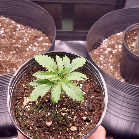 Mazine lemon haze growlog photo: Rega com solução flower A+B e enraizador