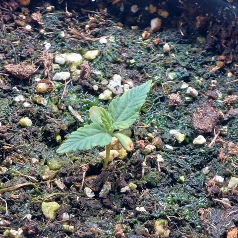 Super Lemon Pan growlog photo: Agora engatou