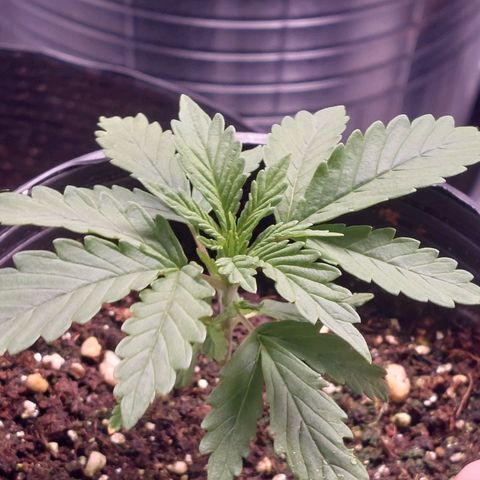 Mazine lemon haze growlog photo: As raízes já tão saindo em baixo! 