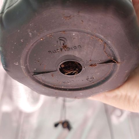 Mazine lemon haze growlog photo: As raízes já tão saindo em baixo! 
