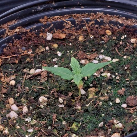Super Lemon Pan growlog photo: Está crescendo um pouco lento, porém está saudável