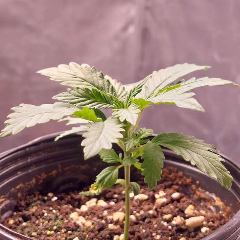 Mazine lemon haze growlog photo: Genética boa demais essa aqui 