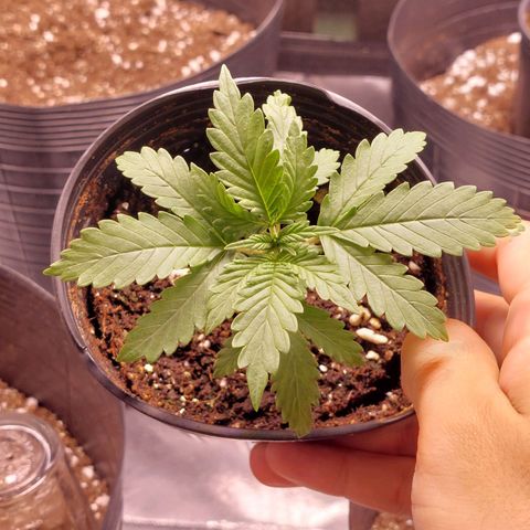 Mazine lemon haze growlog photo: Genética boa demais essa aqui 