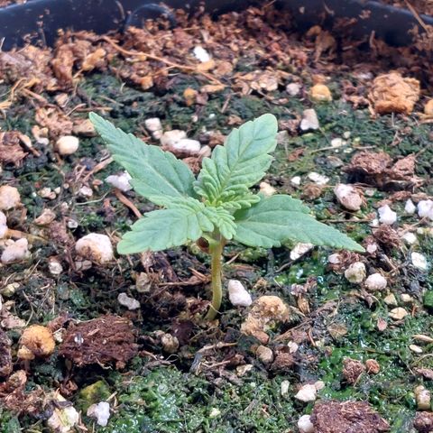 Super Lemon Pan growlog photo: Está lenta, porém seguindo