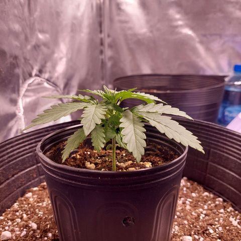 Mazine lemon haze growlog photo: Caule firme, raízes no fundo do vaso, sem  problemas visíveis nas folhas ou na terra