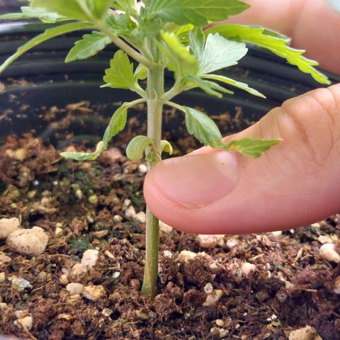 Mazine lemon haze growlog photo: Caule firme, raízes no fundo do vaso, sem  problemas visíveis nas folhas ou na terra
