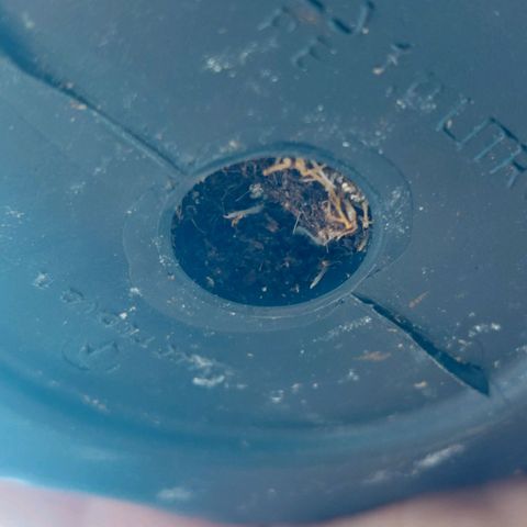 Mazine lemon haze growlog photo: Caule firme, raízes no fundo do vaso, sem  problemas visíveis nas folhas ou na terra