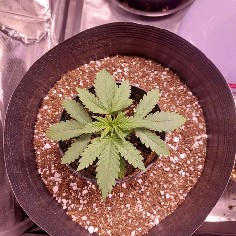 Mazine lemon haze growlog photo: Caule firme, raízes no fundo do vaso, sem  problemas visíveis nas folhas ou na terra