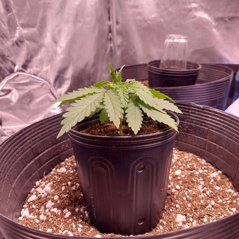 Mazine lemon haze growlog timeline photo