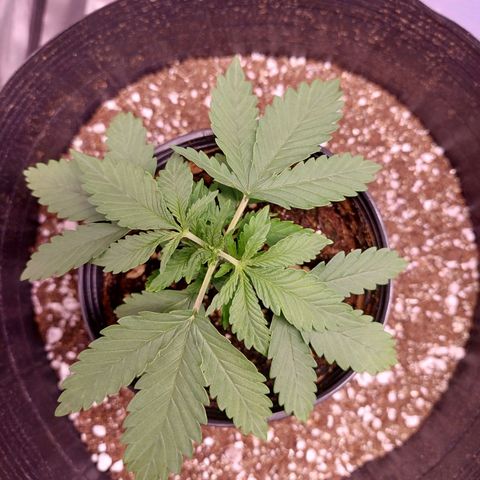 Mazine lemon haze growlog timeline photo