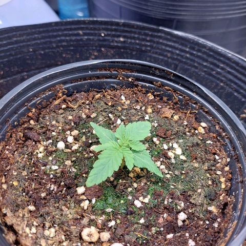 Super Lemon Pan growlog timeline photo