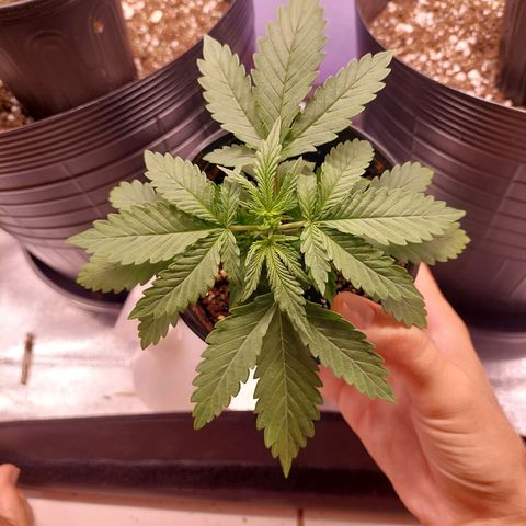 Mazine lemon haze growlog photo: As folhas de 5 pontas já estão ficando adultas. Consigo enxergar 4 nós (quinto está sendo formado) 