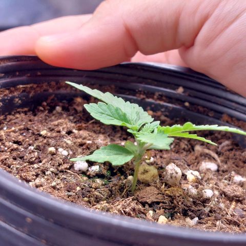 Super Lemon Pan growlog photo: Engatou 