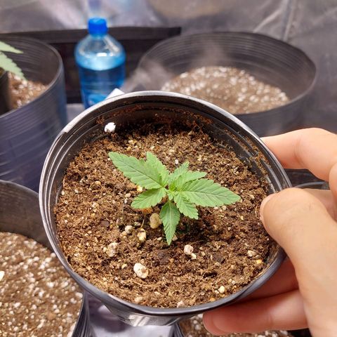 Super Lemon Pan growlog photo: Engatou 
