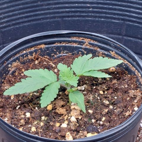 Super Lemon Pan growlog photo: Devagar e sempre 