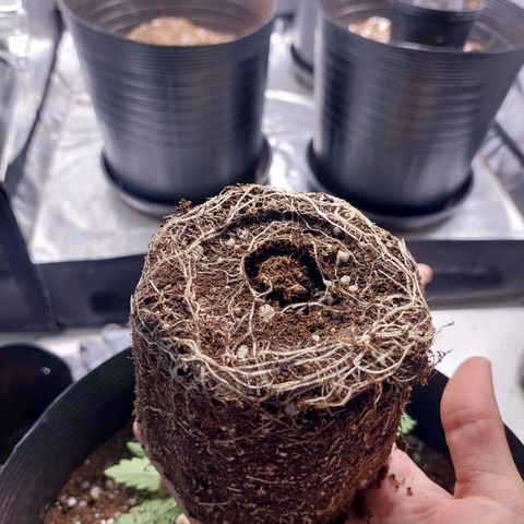 Mazine lemon haze growlog photo: Hoje foi dia de transplante! Cresce saudável e sem nenhum problema aparente! Genética boa demais essa 