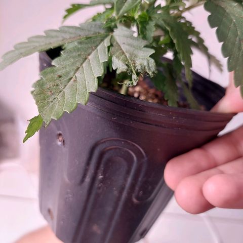 Mazine lemon haze growlog photo: Hoje foi dia de transplante! Cresce saudável e sem nenhum problema aparente! Genética boa demais essa 