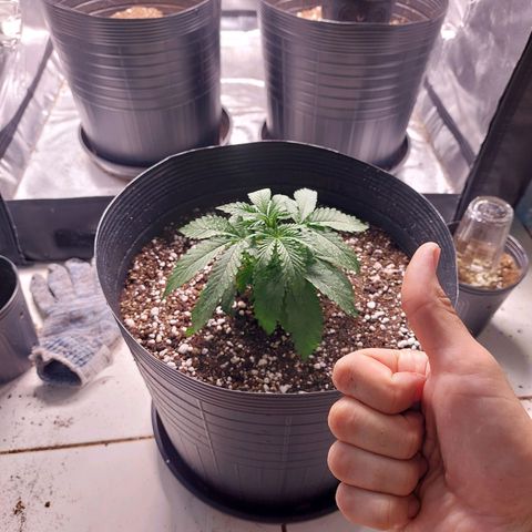 Mazine lemon haze growlog photo: Hoje foi dia de transplante! Cresce saudável e sem nenhum problema aparente! Genética boa demais essa 