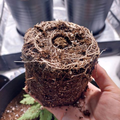 Mazine lemon haze growlog photo: Hoje foi dia de transplante! Cresce saudável e sem nenhum problema aparente! Genética boa demais essa 