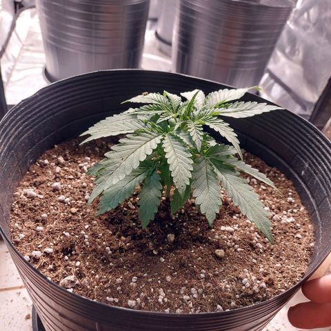 Mazine lemon haze growlog photo: Hoje foi dia de transplante! Cresce saudável e sem nenhum problema aparente! Genética boa demais essa 