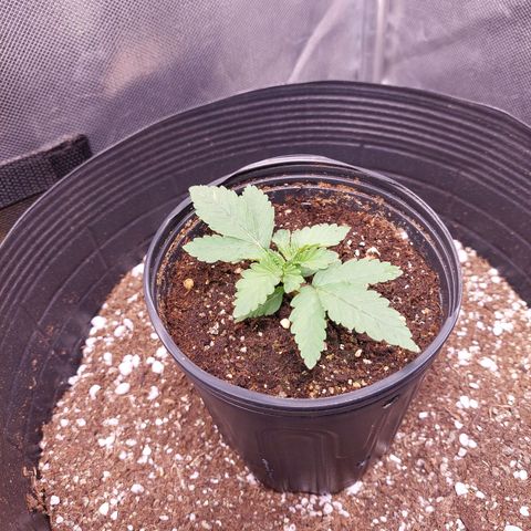 Super Lemon Pan growlog photo: Rega com 100ml etc