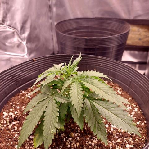 Mazine lemon haze growlog photo: Rega 1,5L com solução proporcional a muda jovem 