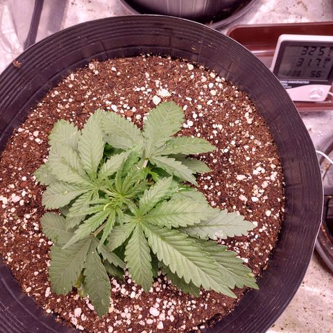 Mazine lemon haze growlog photo: Rega 1,5L com solução proporcional a muda jovem 
