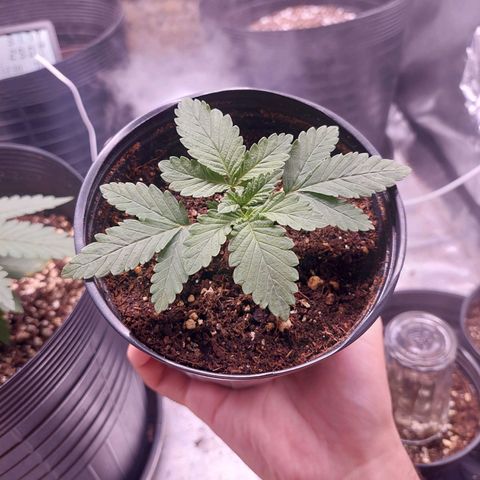 Super Lemon Pan growlog photo: To achando que eu misturei as sementes. Essas folhas não estão parecidas com a outra slh
