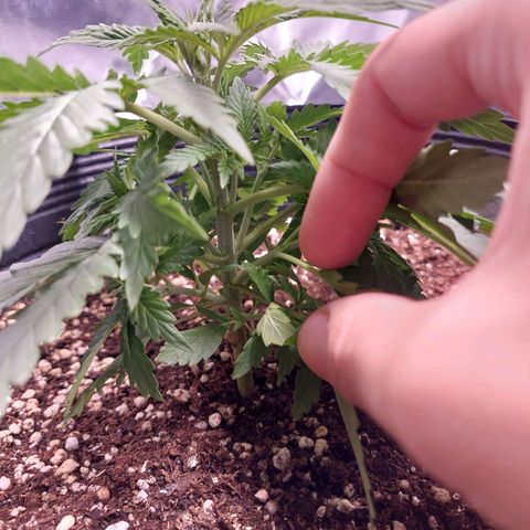 Mazine lemon haze growlog photo: Folhagem densa, caule firme. Já tem cheiro característico 