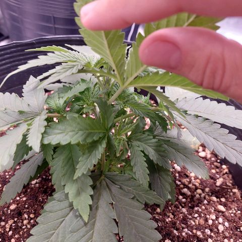 Mazine lemon haze growlog photo: Folhagem densa, caule firme. Já tem cheiro característico 